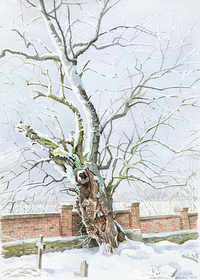 Birkholz (bei Beeskow) Maulbeerbaum an der Friedhofsmauer